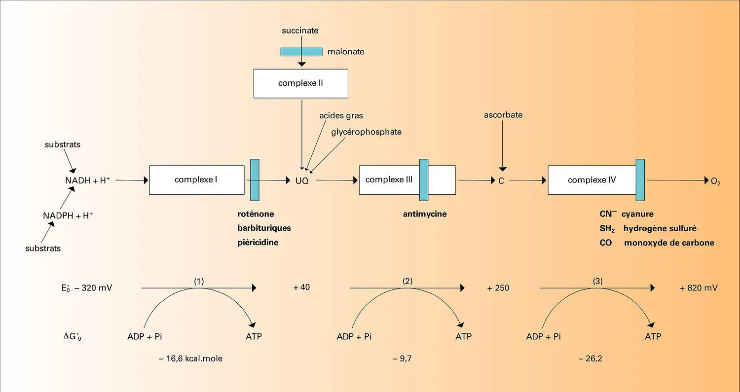 Organisation thermodynamique de la chaîne respiratoire