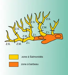 Subdivision en zones d'un réseau lotique - crédits : Encyclopædia Universalis France