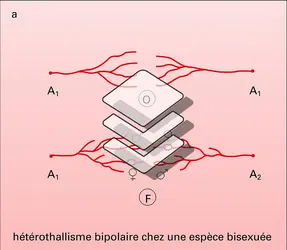 Champignons : hétérothallisme - crédits : Encyclopædia Universalis France