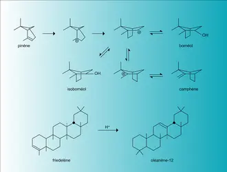Structures terpéniques : transposition - crédits : Encyclopædia Universalis France