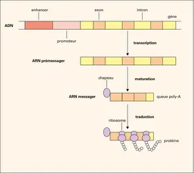 Contrôle de la transcription – Biologie cellulaire et génétique du  Développement