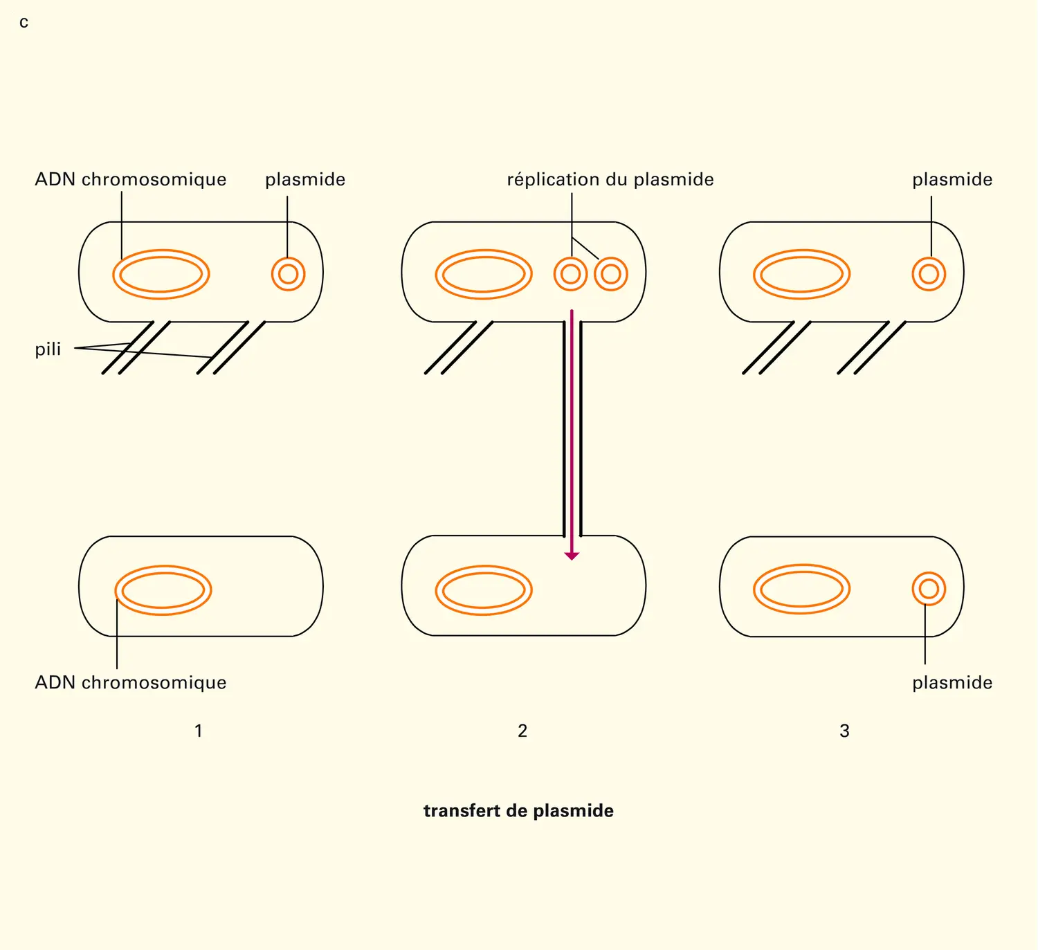 Cellule : modifications de l'information - vue 3