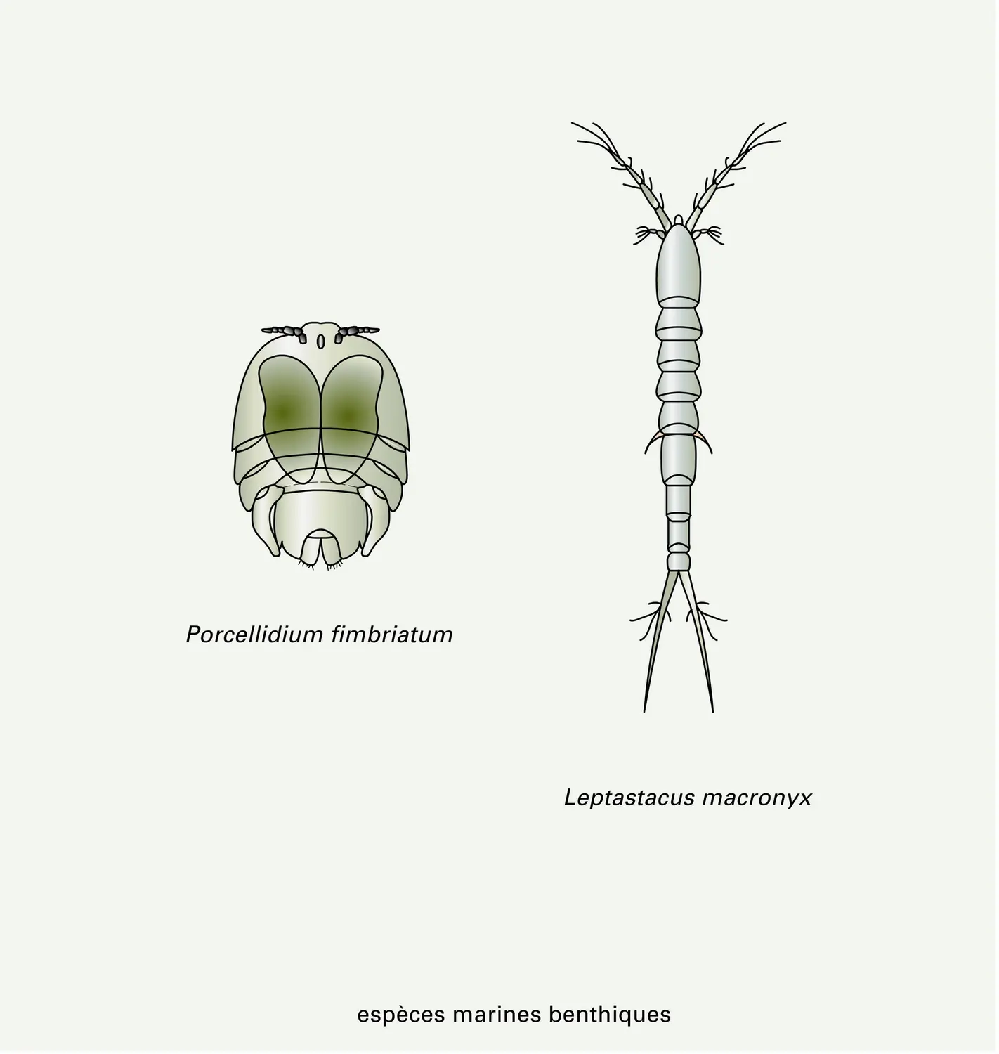 Copépodes : quelques espèces libres - vue 2