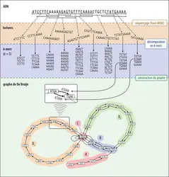 Principe de l’approche de De Bruijn pour l’assemblage d’un génome - crédits : Encyclopædia Universalis France