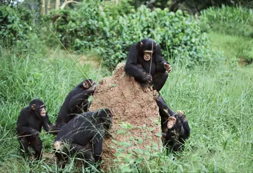 Groupe de chimpanzés - crédits : Steve Bloom / Biosphoto/ Photononstop