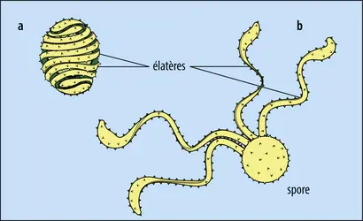 Spore de prêle - crédits : Encyclopædia Universalis France