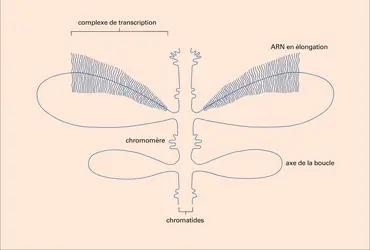 Chromosome - crédits : Encyclopædia Universalis France