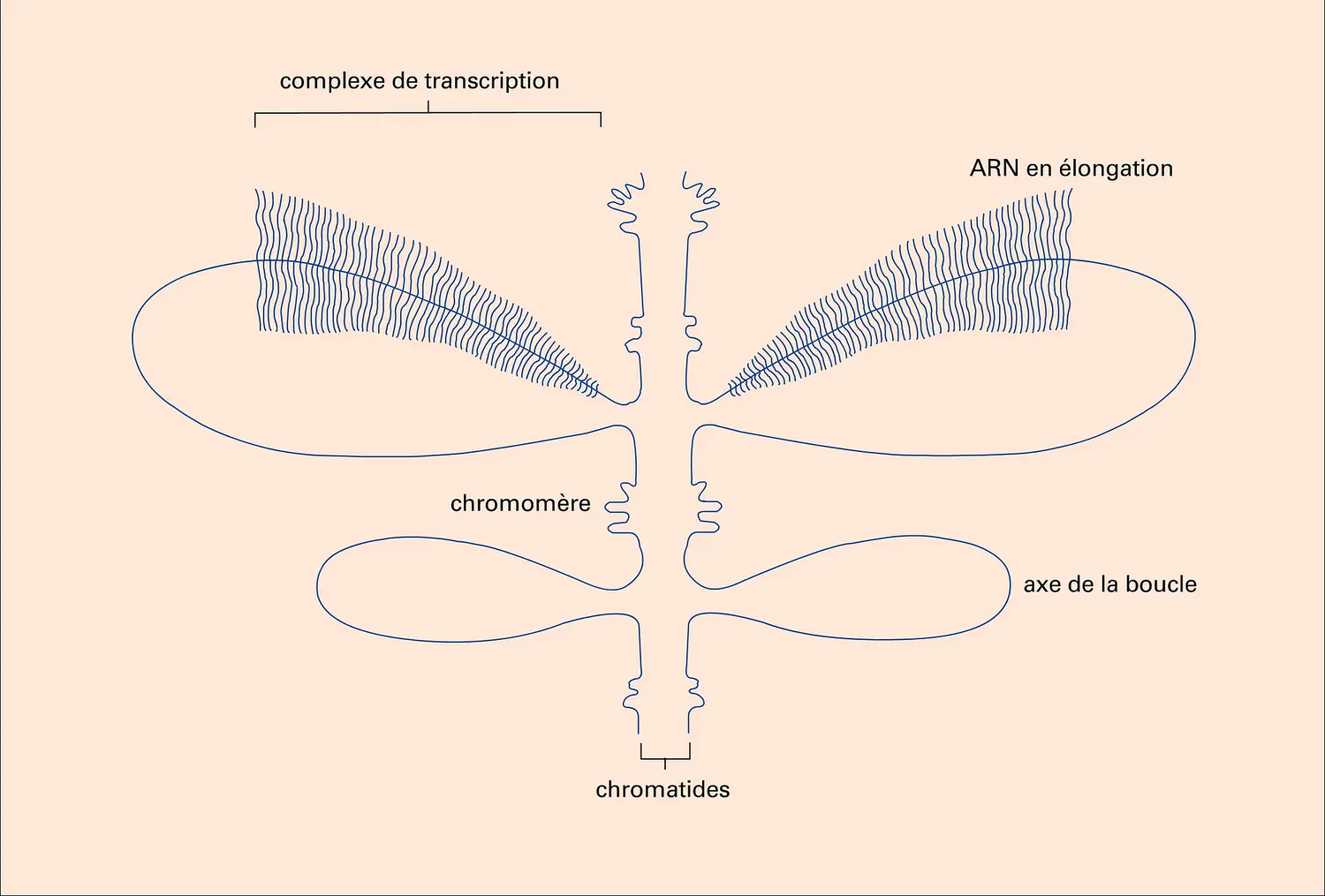 Chromosome