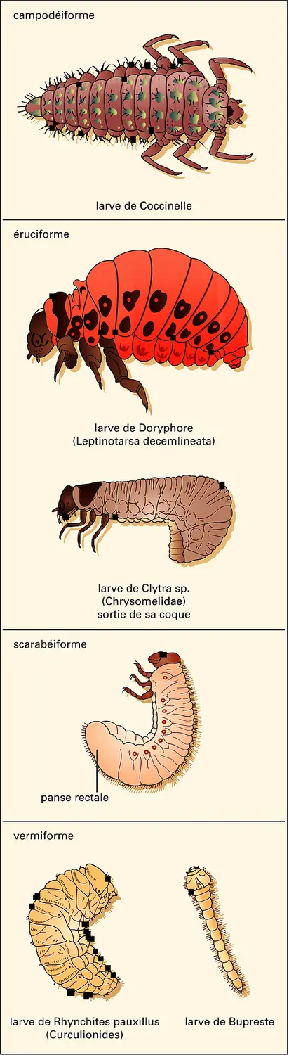 Différents types larvaires