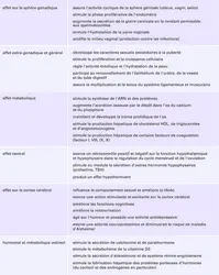 Action physiologique de l'estradiol - crédits : Encyclopædia Universalis France