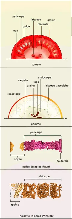 Structures macroscopiques et microscopiques