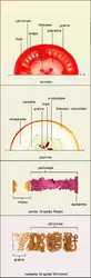 Structures macroscopiques et microscopiques - crédits : Encyclopædia Universalis France