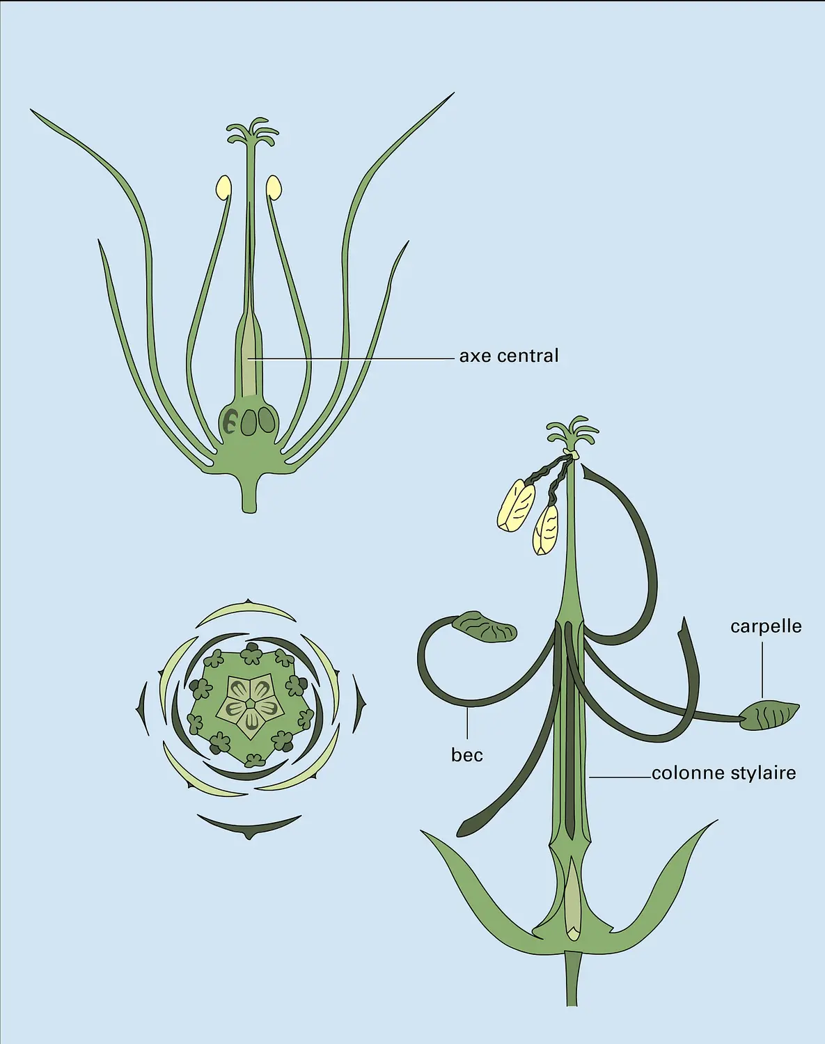 Herbe-à-Robert