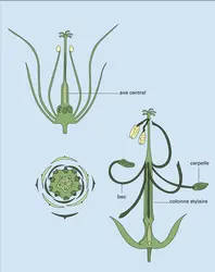 Herbe-à-Robert - crédits : Encyclopædia Universalis France