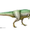 Tyrannosaurus - crédits : Encyclopædia Universalis France