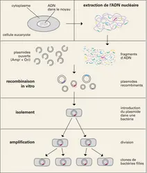 Clonage d'un fragment de gène - crédits : Encyclopædia Universalis France