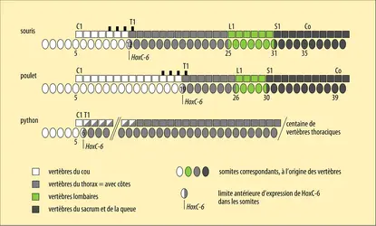 Mise en place des différentes régions du squelette axial des vertébrés - crédits : Encyclopædia Universalis France