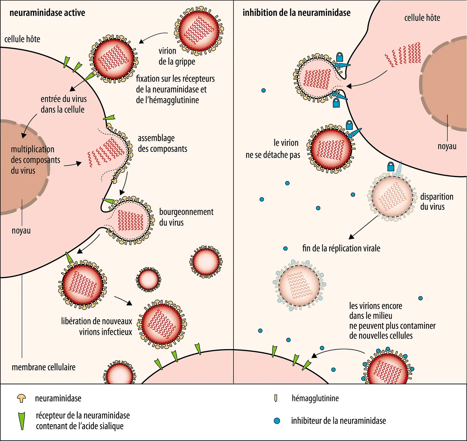 Mécanisme d’action des inhibiteurs de la neuraminidase