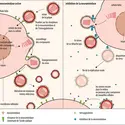 Mécanisme d’action des inhibiteurs de la neuraminidase - crédits : Encyclopædia Universalis France