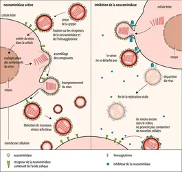 Mécanisme d’action des inhibiteurs de la neuraminidase - crédits : Encyclopædia Universalis France