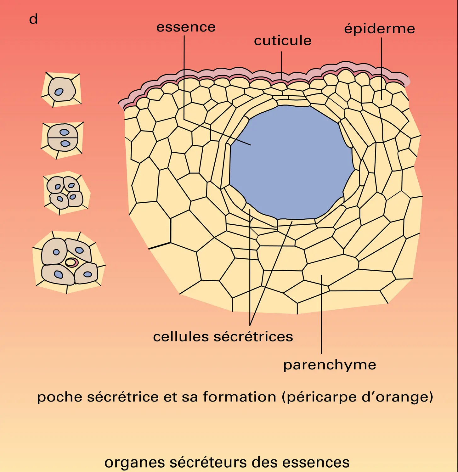 Rose, pélargonium, lavande, orange : appareils sécréteurs - vue 4