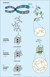 Formation d’un quadruplexe d’ADN - crédits : Encyclopædia Universalis France