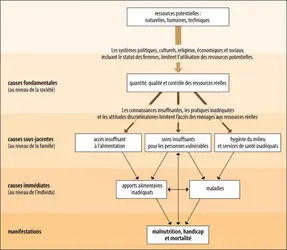 Schéma conceptuel d’analyse de la malnutrition - crédits : Encyclopædia Universalis France