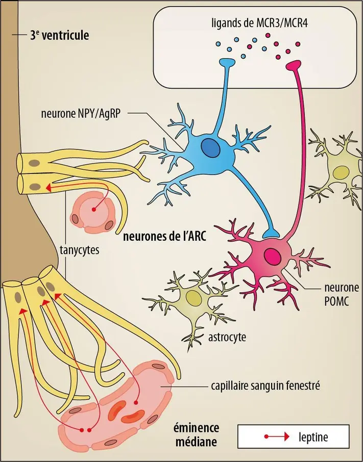 Intégration neuronale des signaux de faim et de satiété