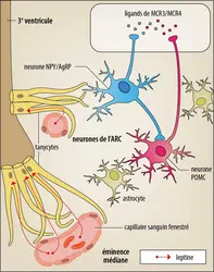 Intégration neuronale des signaux de faim et de satiété - crédits : Encyclopædia Universalis France