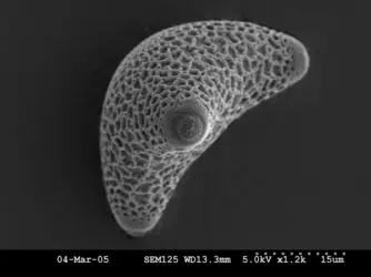 Grain de pollen vu au microscope électronique - crédits : H. Sauquet