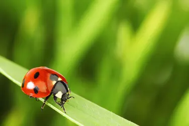 Coccinelle à 7 points (<em>Coccinella septempunctata</em>) - crédits : Yellowj/ Shutterstock