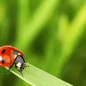 Coccinelle à 7 points (<em>Coccinella septempunctata</em>) - crédits : Yellowj/ Shutterstock