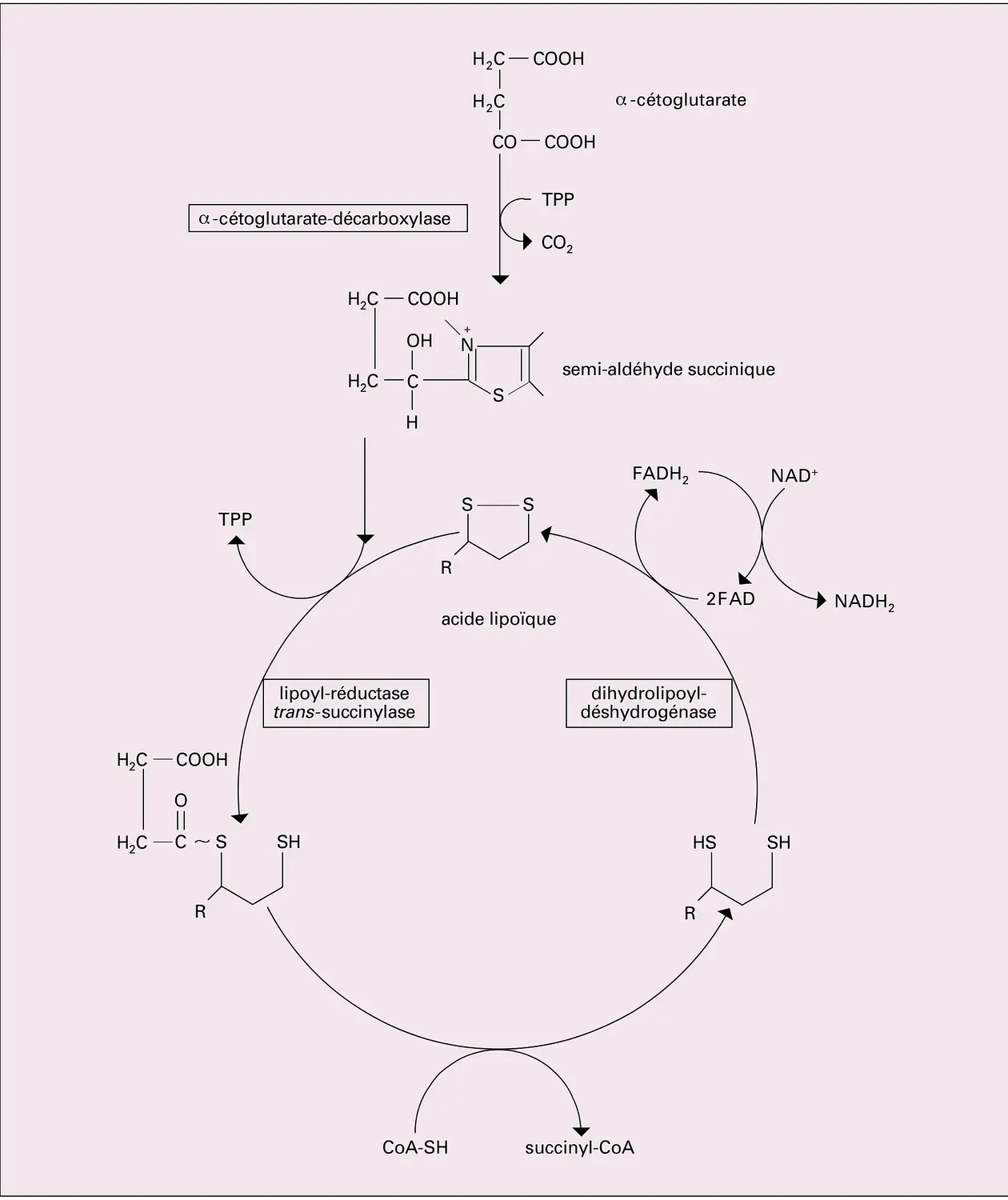 Oxydation du glucose