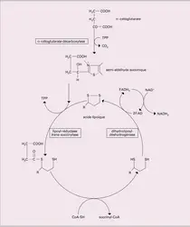 Oxydation du glucose - crédits : Encyclopædia Universalis France