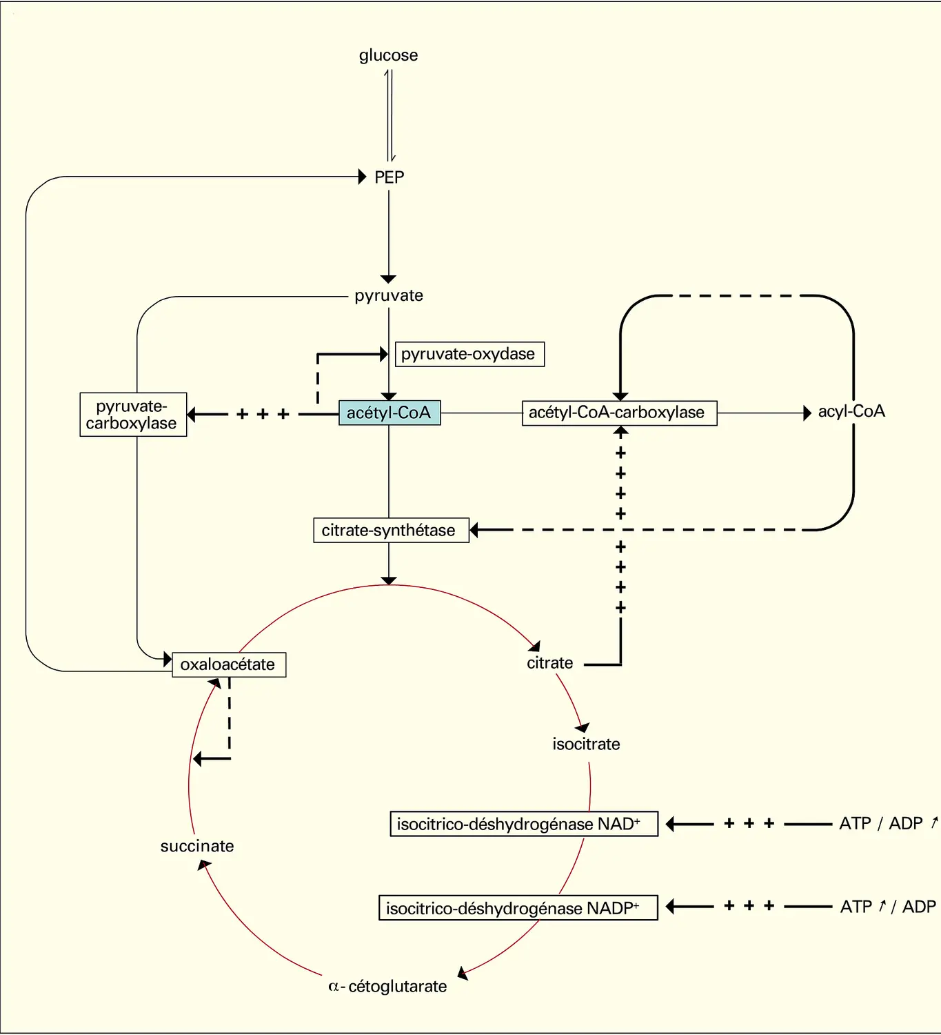 Régulation du système central