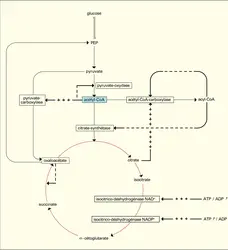 Régulation du système central - crédits : Encyclopædia Universalis France