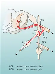 Innervation sympathique - crédits : Encyclopædia Universalis France