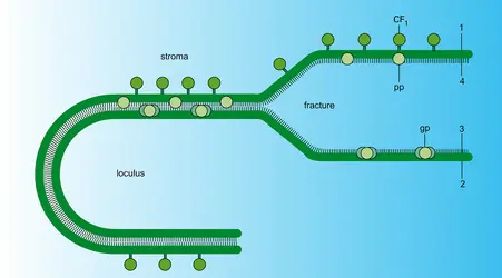 Interprétation des images de cryofracture - crédits : Encyclopædia Universalis France