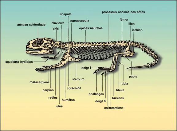 Sphenodon : squelette