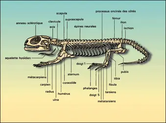 Sphenodon : squelette - crédits : Encyclopædia Universalis France