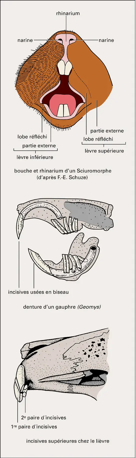 Bouche et dents