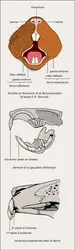 Bouche et dents - crédits : Encyclopædia Universalis France