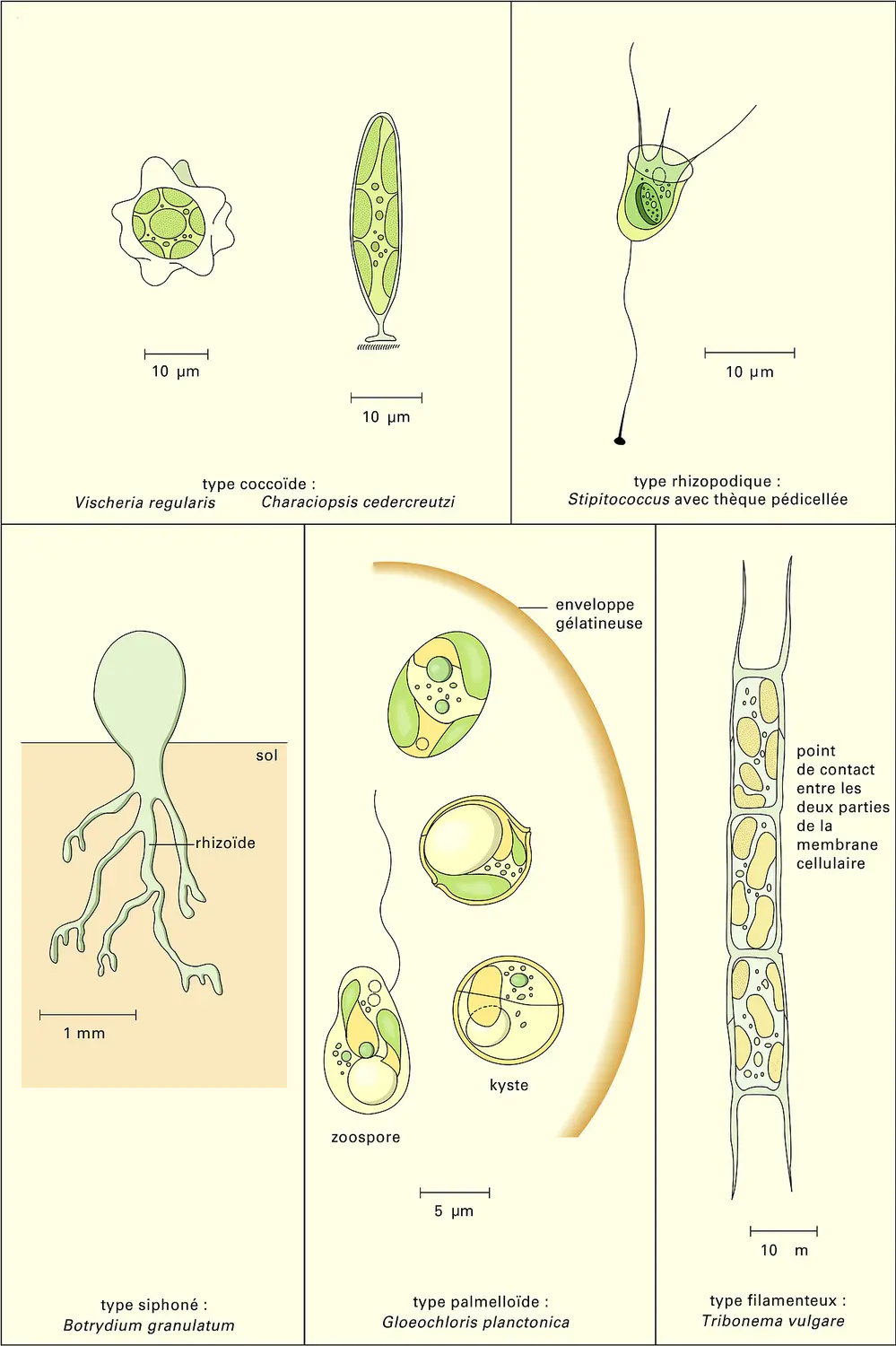 Xanthophycées