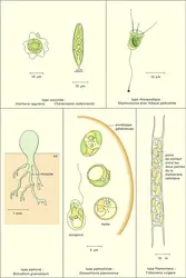 Xanthophycées - crédits : Encyclopædia Universalis France