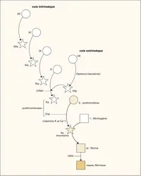 Coagulation du sang - crédits : Encyclopædia Universalis France