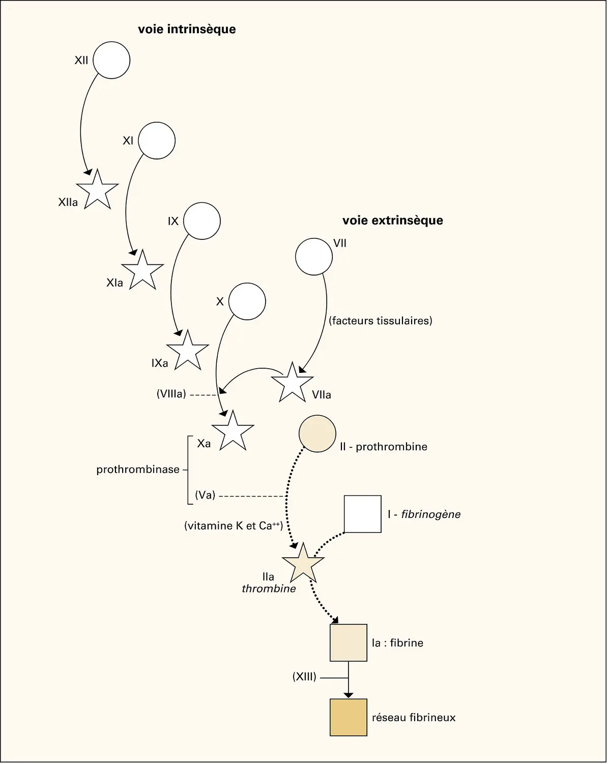 Coagulation du sang