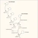 Coagulation du sang - crédits : Encyclopædia Universalis France