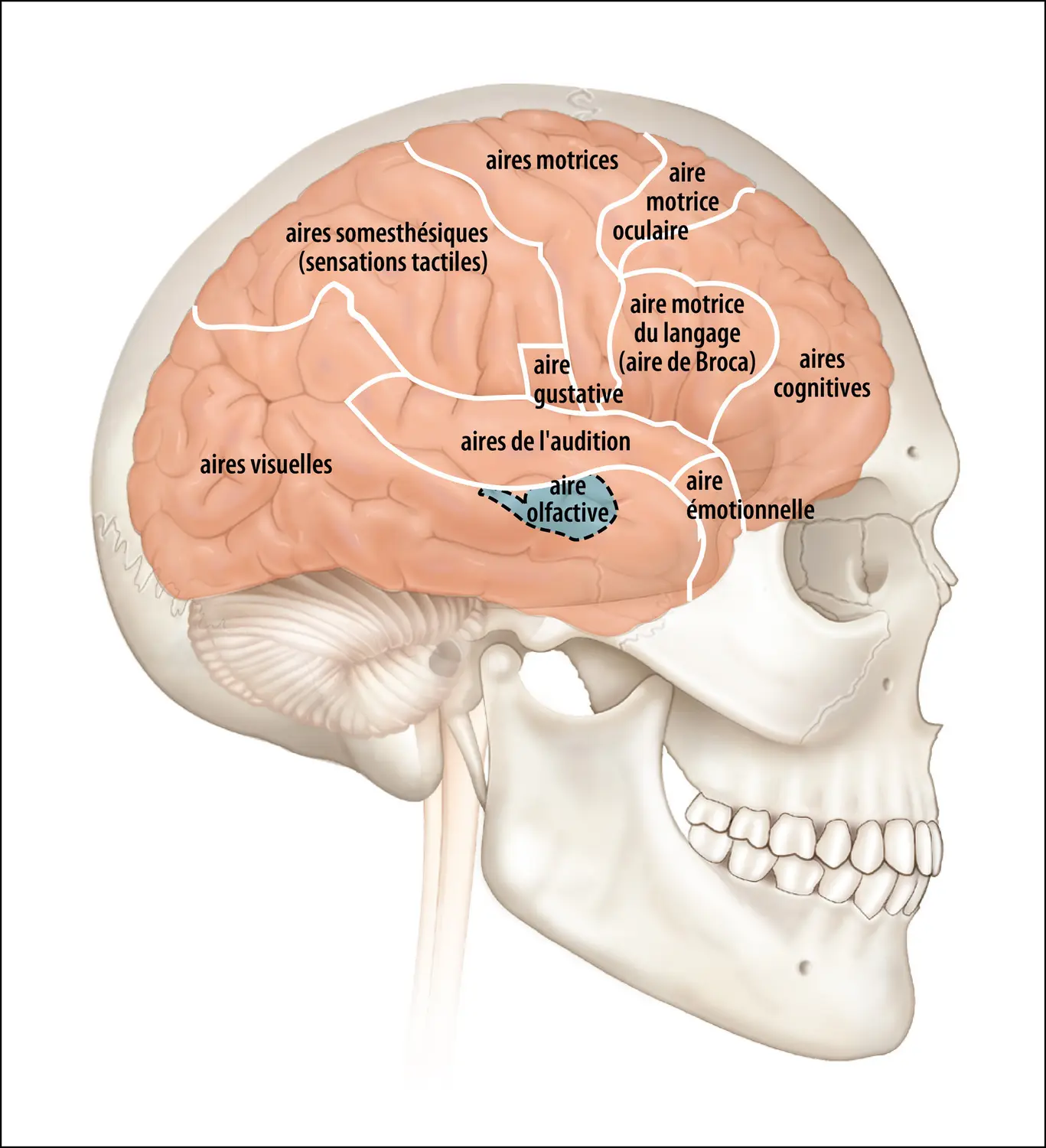 Cerveau humain