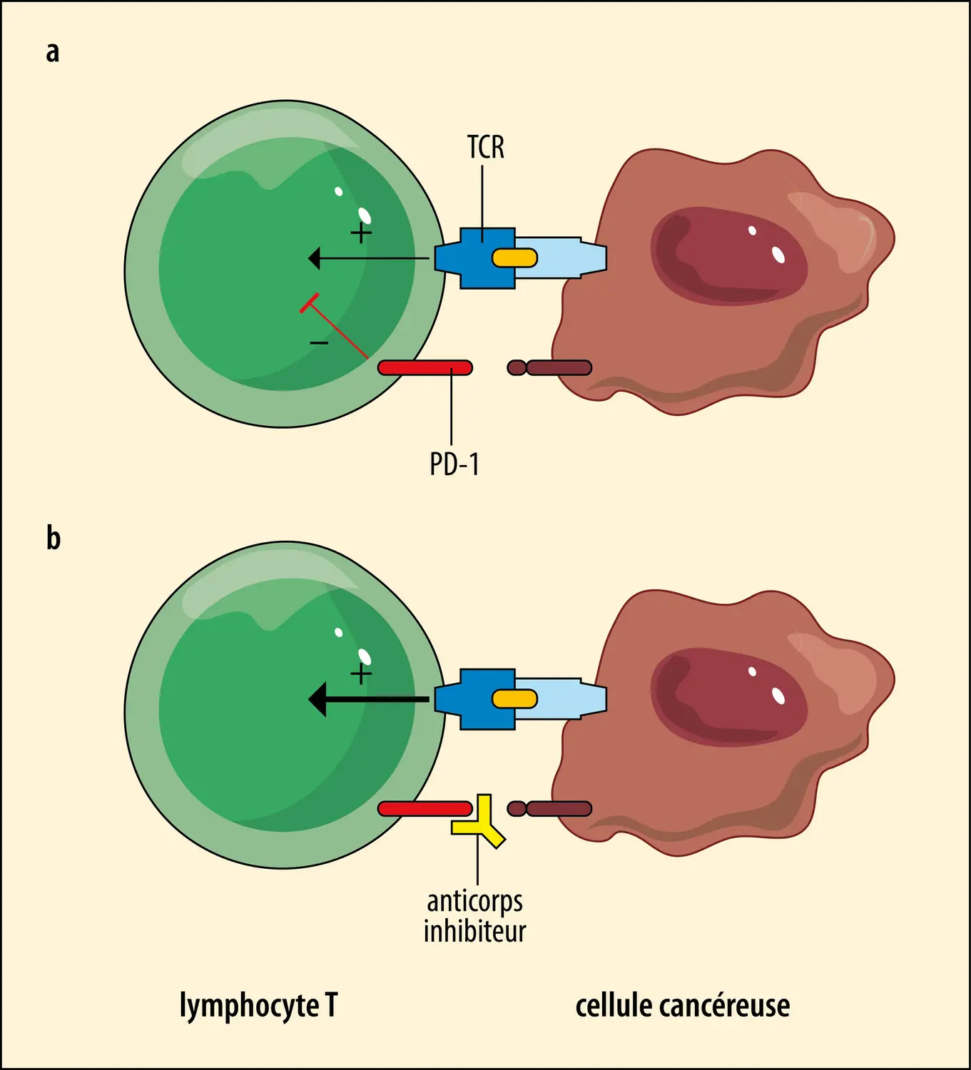 <strong>Mode d’action des anticorps anti-PD-1</strong>