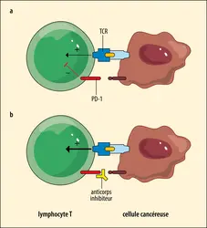 <strong>Mode d’action des anticorps anti-PD-1</strong> - crédits : Encyclopædia Universalis France